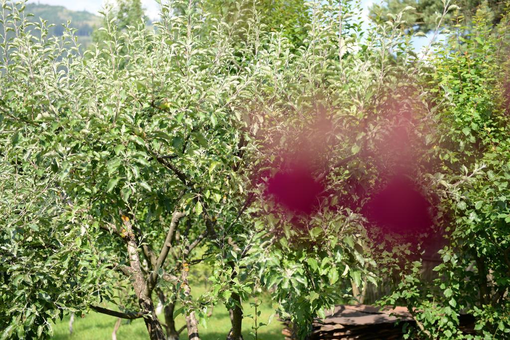 Pensiunea Flori De Camp Vatra Dornei Ngoại thất bức ảnh