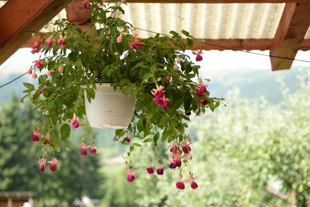 Pensiunea Flori De Camp Vatra Dornei Ngoại thất bức ảnh